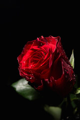 Beautiful red rose with rain drops on black background with waterdrop