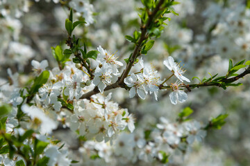 Selective focus of beautiful branches of plum blossoms on the tree under blue sky, Beautiful Sakura flowers during spring season in the park, Floral pattern texture, Nature background