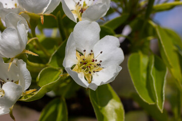 Pear tree flowers up close. white flowers and buds of the fruit tree. Sunlight falls on pear flowers. At dawn, the flowers of the trees look beautiful