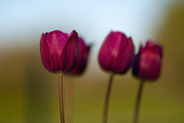 purple pink tulips isolated on white background