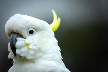Closeup of a cockatoo against a blurry background.