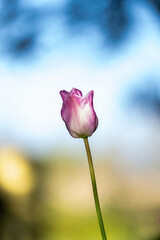 Bouquet of one pink and withe tulips close-up isolated on background