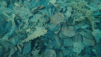 湖の中で堆積した沢山の落ち葉