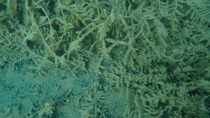 湖の中に生えた沢山の水草がある風景