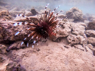 Close up view of Devil firefish or common lionfish (Pterois miles) at coral reef..