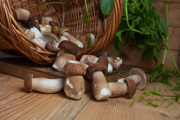 Pile of wild porcini mushrooms on wooden background at autumn season..