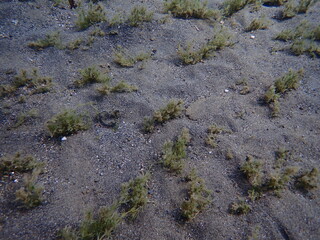 湖の砂地の上に水草が生えた風景