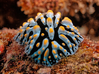 Nudibranch off the coast of the Big Island of Hawaii