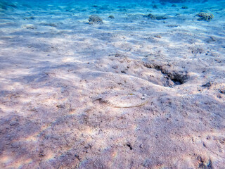 Panther flounder fish (Bothus pantherinus) on sand at coral reef..