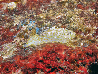 Nudibranch off the coast of the Big Island of Hawaii
