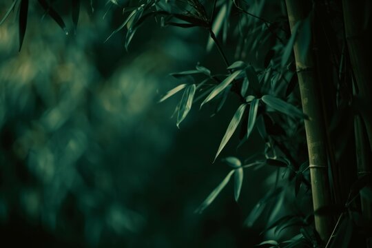 Mystic Bamboo Grove Serene Japanese Forest Scene with Deep Green and Natural Beige Hues through a 56mm F 1.2 Lens