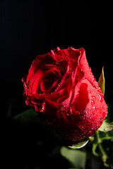 Beautiful red rose with rain drops on black background with waterdrop