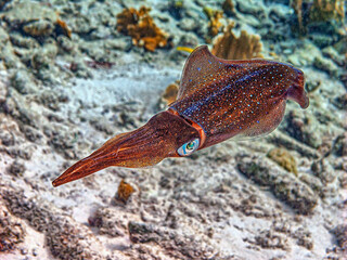 Caribbean reef squid ,Sepioteuthis sepioidea,