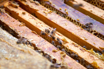 Close up view of the bees swarming on frames..