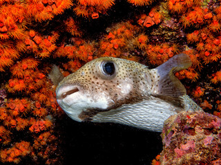 Porcupinefish are medium-to-large fish,Diodontidae © John Anderson