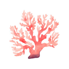 Vector coral in watercolour style isolated. Clip art of a pink coral. 