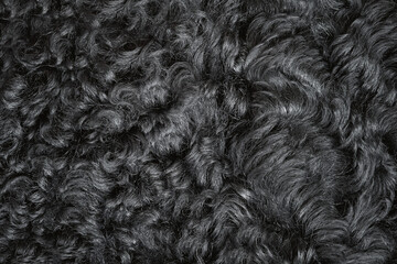 Black sheep fur macro background,  caracul fur backdrop 