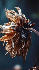A close-up of a wilting flower, highlighting the fragility of emotions in times of despair.