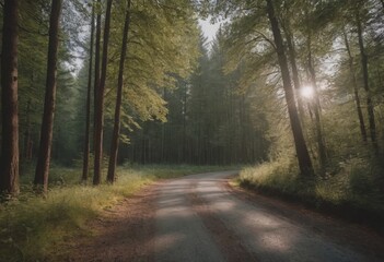 Fototapeta premium Beautiful tree lined road in the Tunnel of Trees on a drive through Emmet County from Harbor Springs