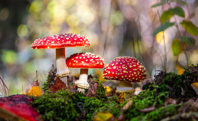 Fly agarics (Amanita muscaria) white spotted poisonous red toadstool mushrooms. Group of 3 fungi in sunny autumn forest in Iserlohn, Sauerland Germany. Macro close up panorama from frog perspective.