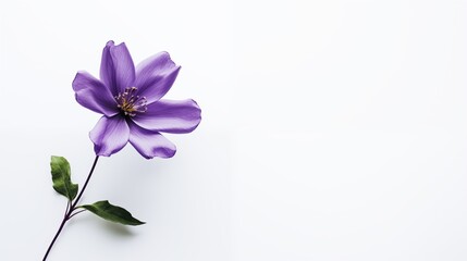 Vibrant Violet Clematis Flower on White Background
