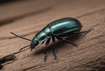 Close-up of a shiny blue beetle on a wooden surface in a forest with a blurred background