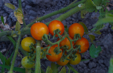 Tomatoes are ripening now
