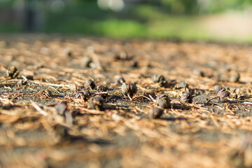 Closeup of dry pine cones on the ground. Selective focus.