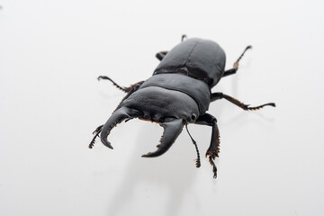 ヒラタクワガタ  日本固有種の昆虫