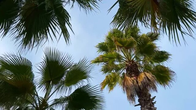 Mesmerizing footage of palm trees swaying gently against a backdrop of clear blue sky, evoking a sense of tropical serenity