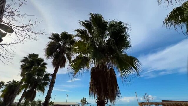 Mesmerizing footage of palm trees swaying gently against a backdrop of clear blue sky, evoking a sense of tropical serenity