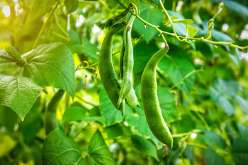 Beans grow in organic farm. Rich harvest of beans in the garden. Broad Bean
