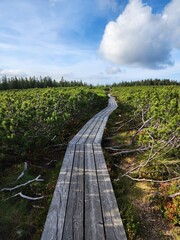 Wooden path around green meadow in Slovenia