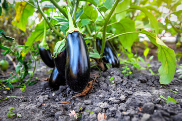Eggplant plant growing in organic garden. Aubergine eggplant plants in plantation. Aubergine vegetables harvest.