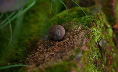Ahhh.. i captured this snail thing with my NIKON D780 (24-120MM) F/4 at a Mini Garden 