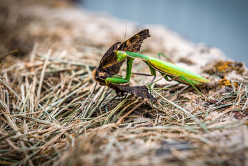 Predator praying mantis eating butterfly