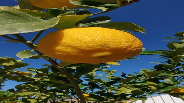 Fresh yellow ripe lemons on lemon tree in garden