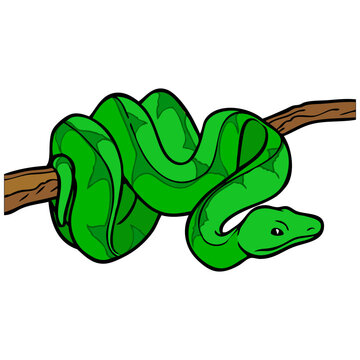 snake vector illustration