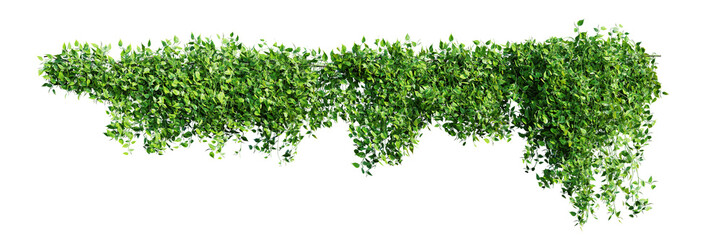 Creeper plant isolated on transparent background. 3D render. 3D illustration.
- 734883291