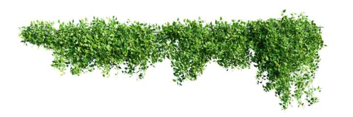 Fotobehang Creeper plant isolated on transparent background. 3D render. 3D illustration.  © schab
