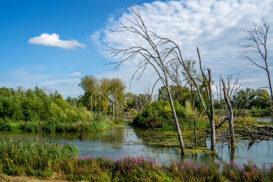 Swamp area with dead trees in a nature reserve Biesbosch, Netherlands
