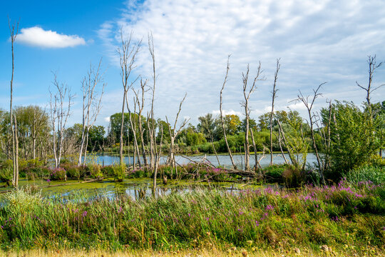 Swamp area with dead trees in a nature reserve Biesbosch, Netherlands
