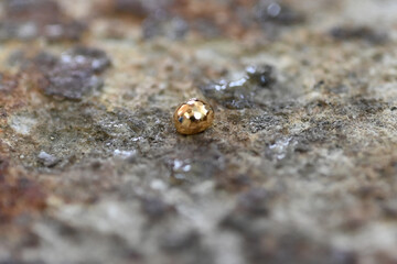 Small bullet of gold on a stone
