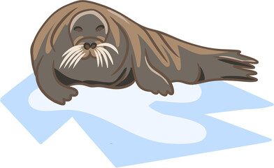 Hand drawn illustration of bearded seal on ice. Grey northern marine nautical animal zoo, arctic environment biology species, winter norway north fauna, polar mammals.