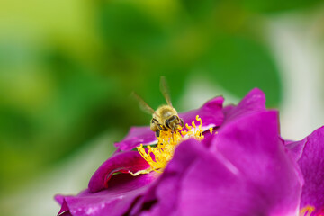 バラの花に飛来し、蜜を集めるミツバチ