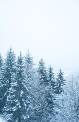 winter mountain landscape in the fog. many Christmas trees in the snow and among them village houses
