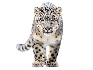 a white leopard with black spots