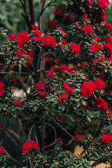 Wild red roses growing in nature. Natural floral background for aromatherapy, spa, perfumery, postcards