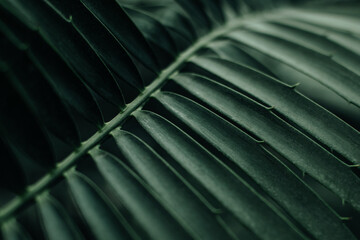 Palm leaves background, green tropical natural exotic plant