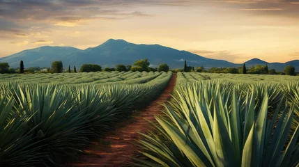 Fotobehang tequila agave farm © PikePicture
